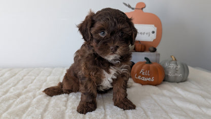 SHIHPOO (07/26) FEMALE