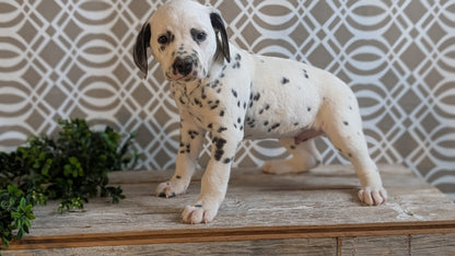 DALMATIAN (FEB 06) MALES