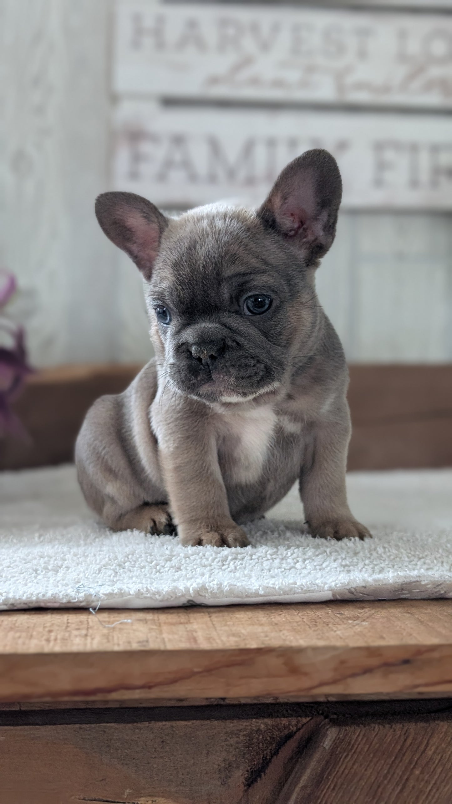 FRENCH BULLDOG (NOV 22) MALES