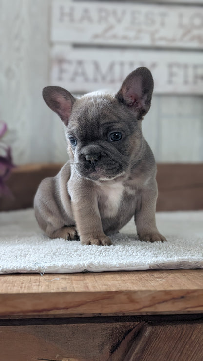 FRENCH BULLDOG (NOV 22) MALES