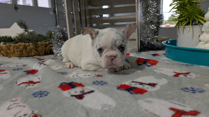 FRENCH BULLDOG (11/07) FEMALE