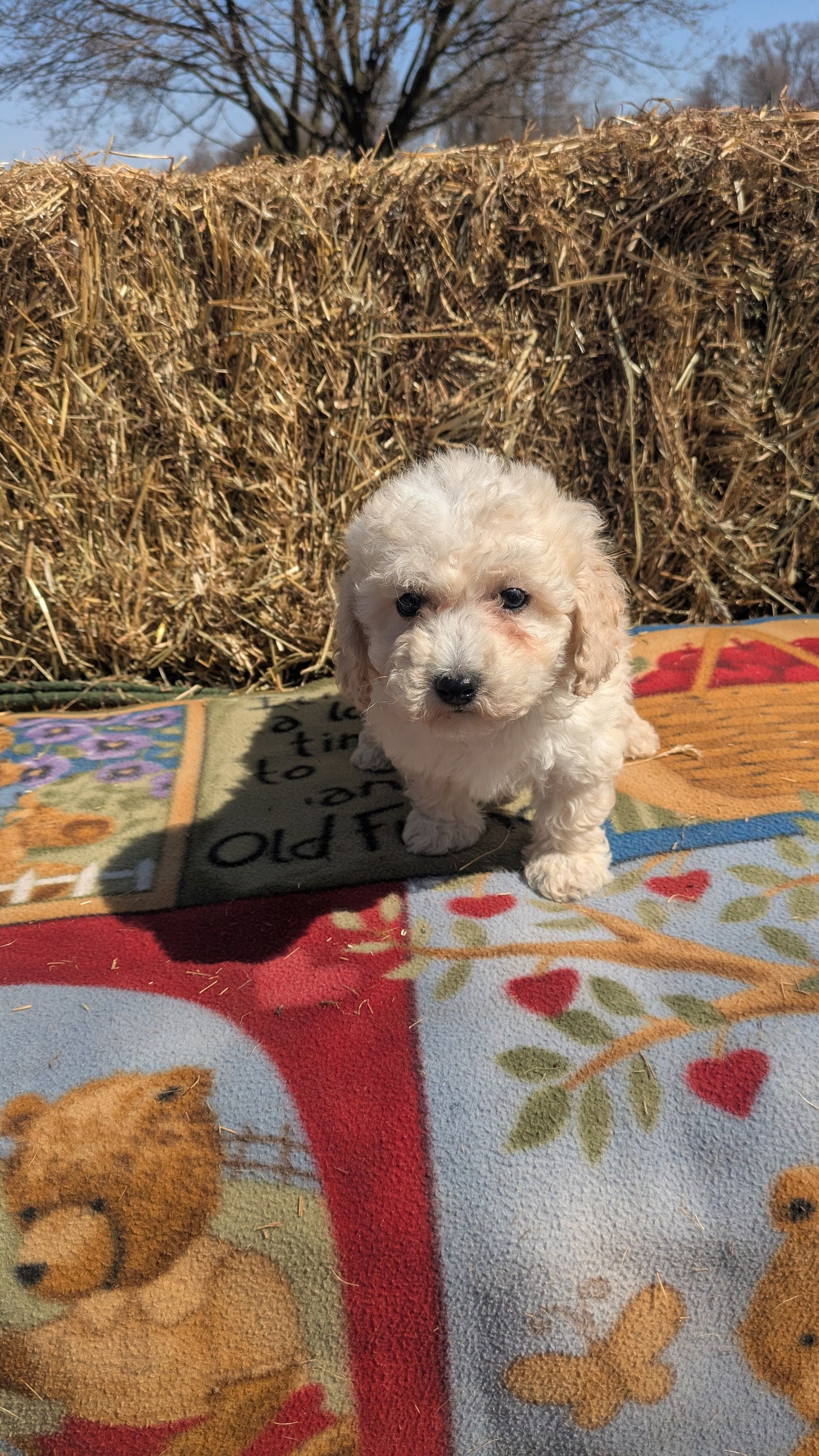 TEDDY BEAR (02/18) MALE