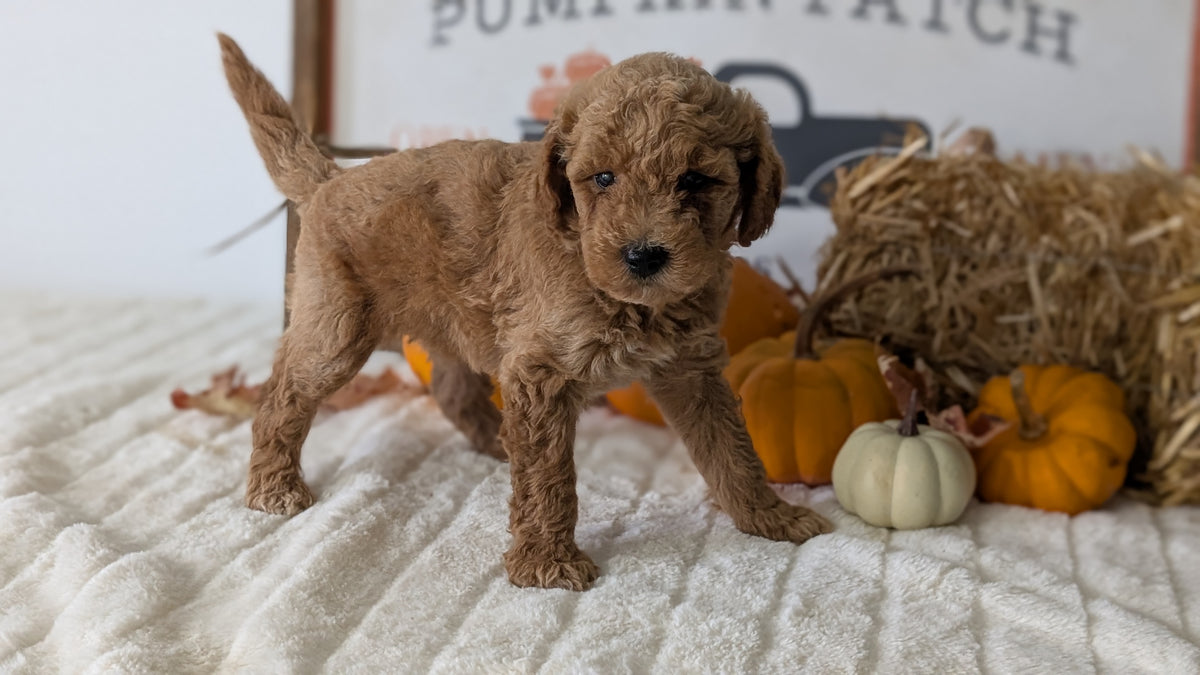 MINI GOLDENDOODLE (AUG 13) 6 MALES/3 FEMALES
