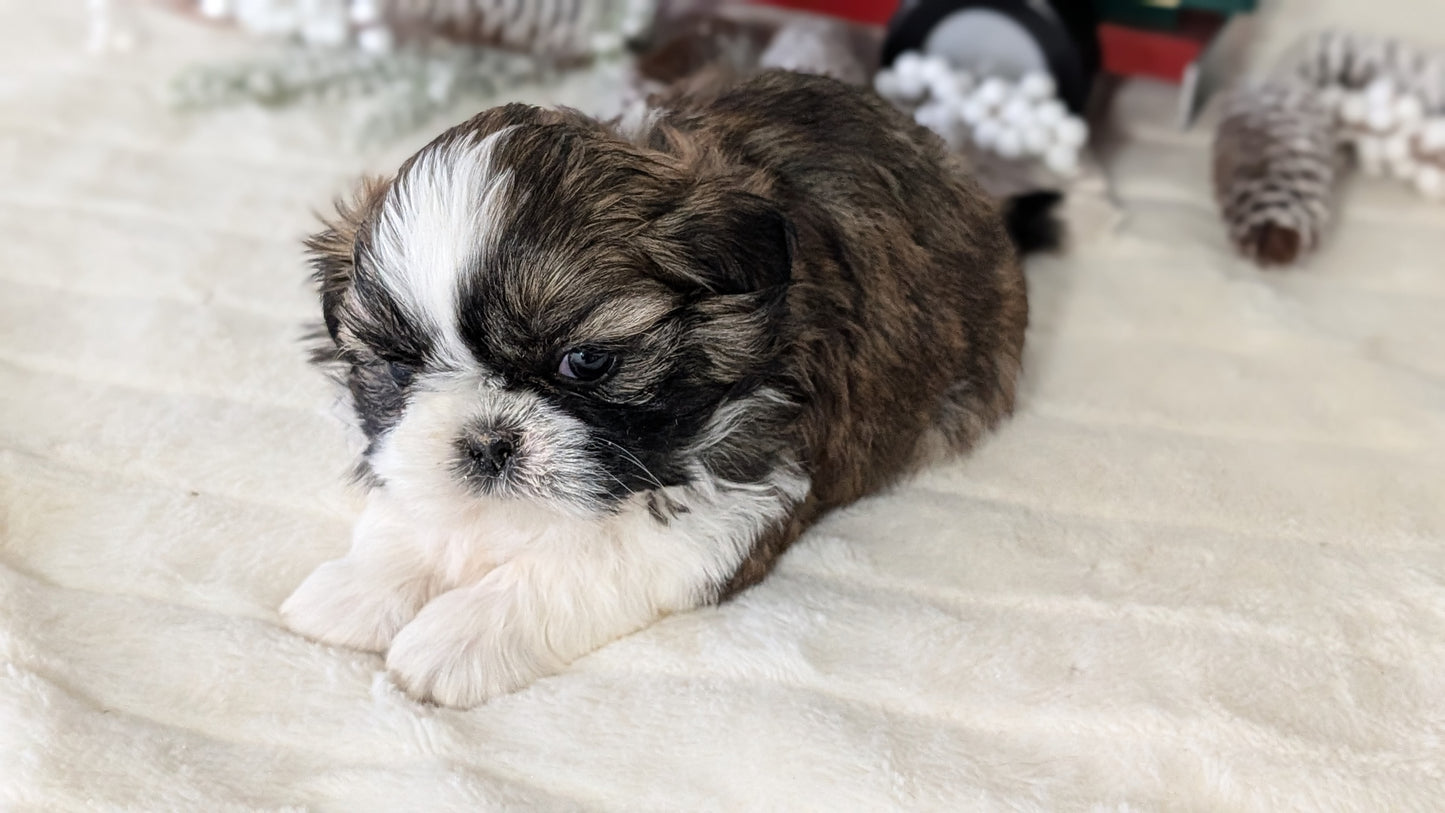 SHIH TZU (DEC 03) MALES