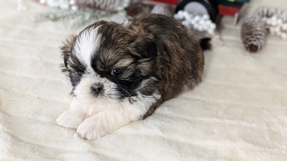 SHIH TZU (DEC 03) MALES