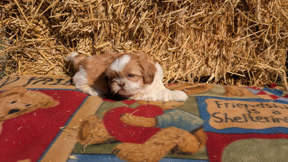 SHIH TZU (01/23) MALE