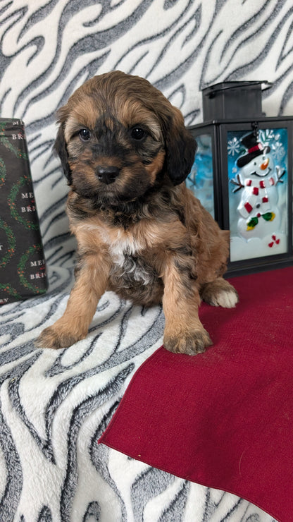 MINI LABRADOODLE (OCT 20) FEMALES