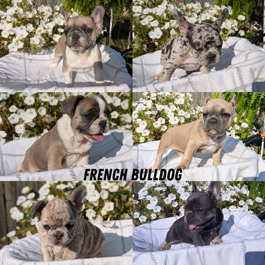FRENCH BULLDOG (07/03) FEMALE