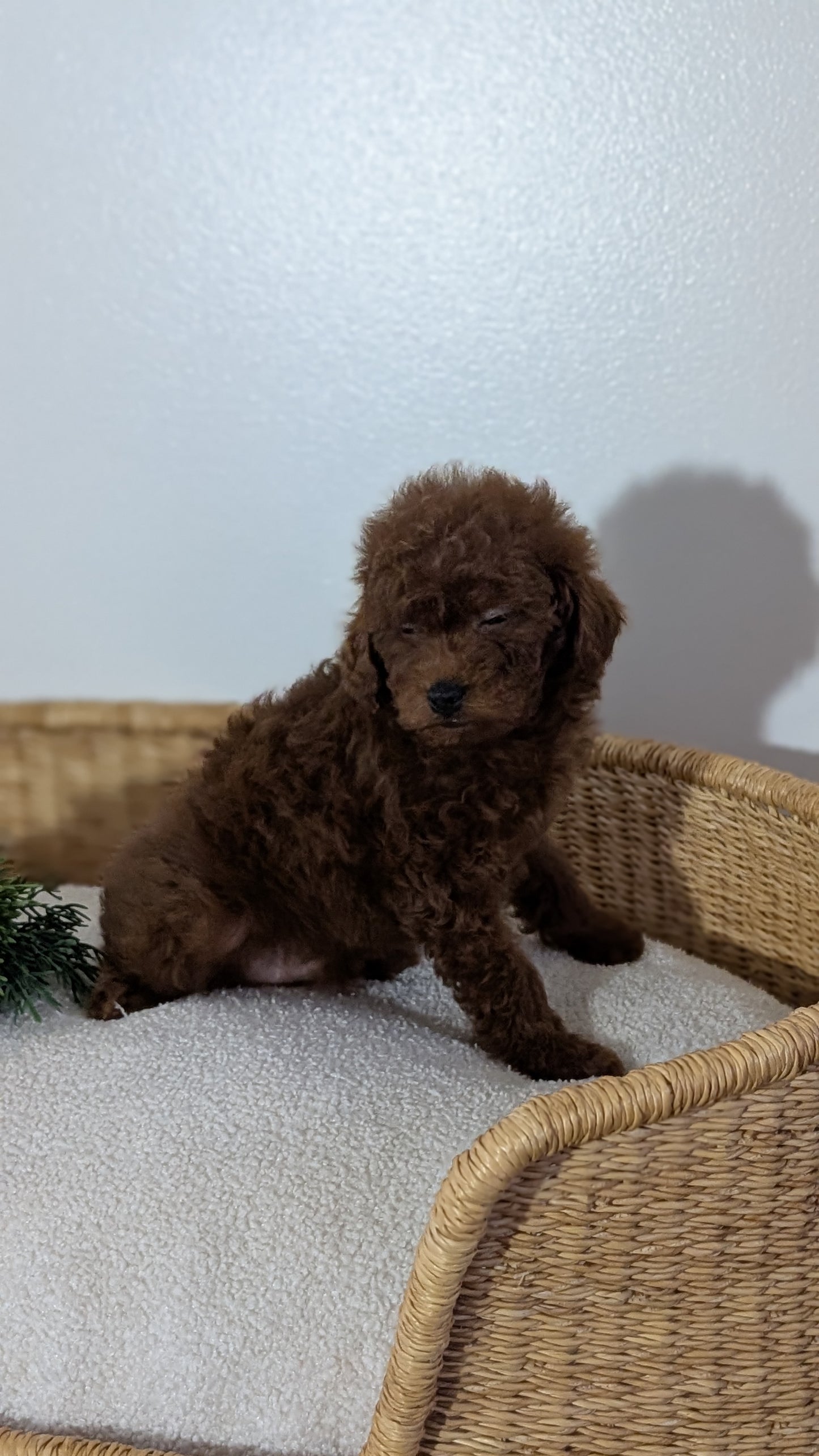 MINI POODLE (NOV 14) MALES