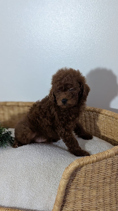 MINI POODLE (NOV 14) MALES