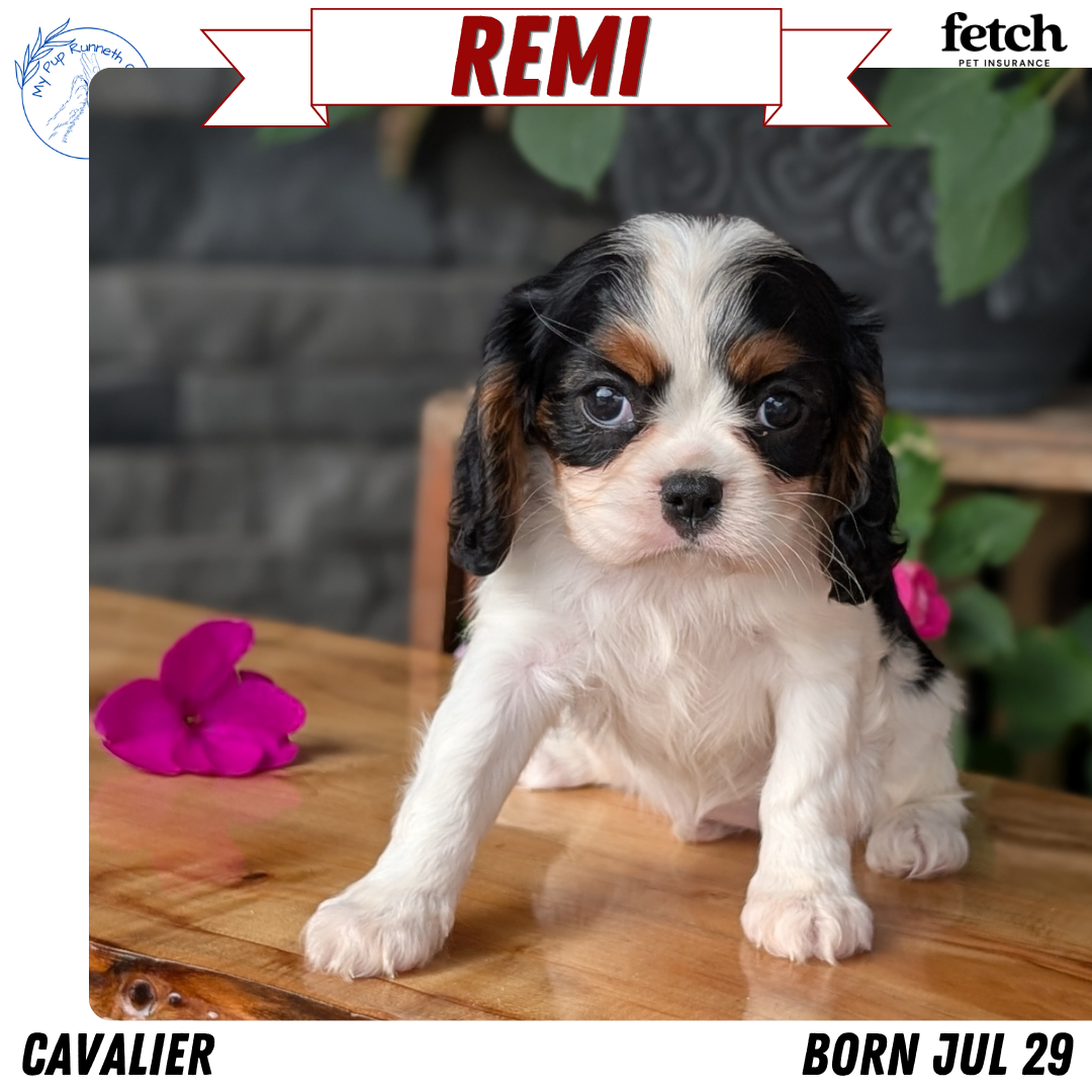 CAVALIER (JUL 29) 3 FEMALES