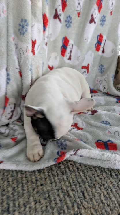 FRENCH BULLDOG (11/01) MALE