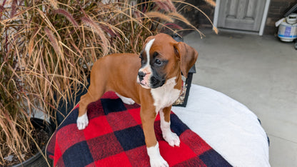 BOXER (08/20) FEMALE