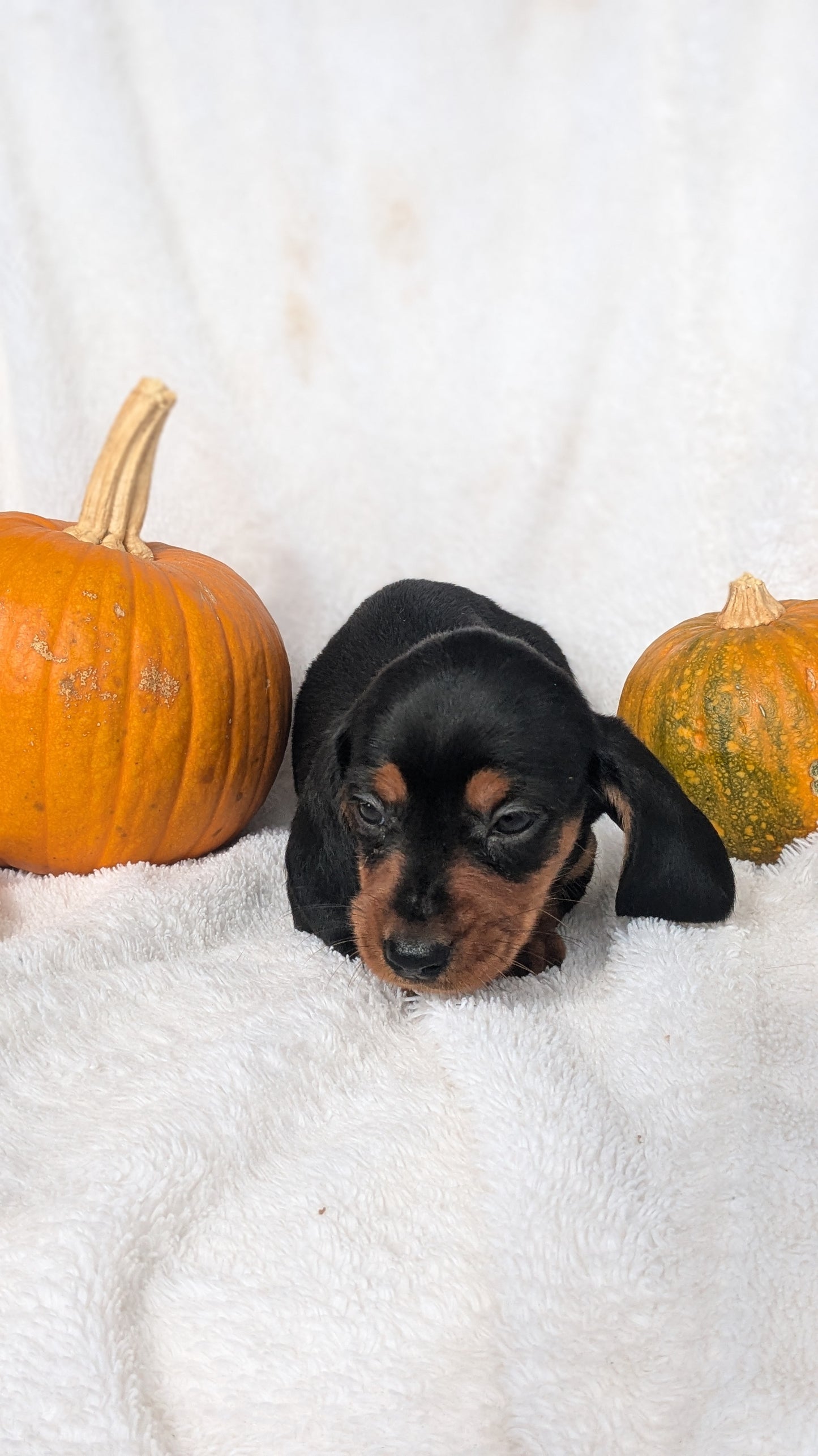 MINI DACHSHUND (08/13) MALE