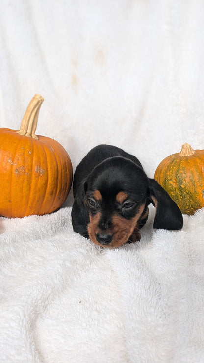 MINI DACHSHUND (08/13) MALE