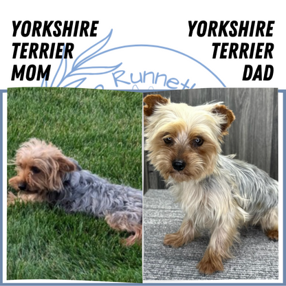 YORKSHIRE TERRIER (02/25) FEMALE