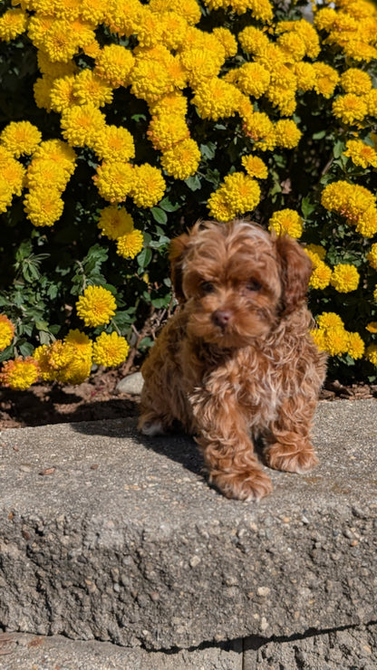 COCKAPOO (08/03) FEMALE