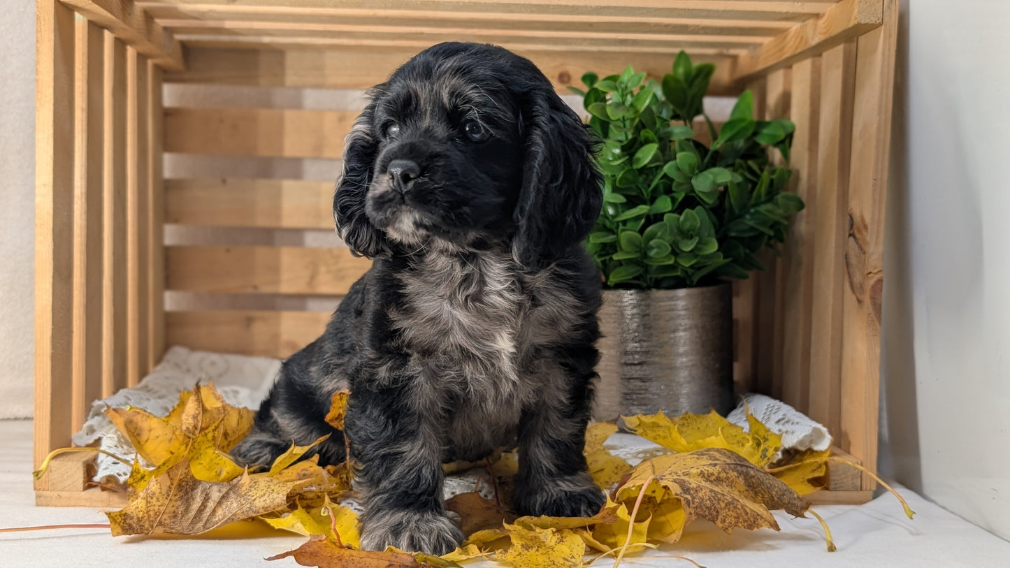 COCKER SPANIEL (09/20) FEMALE