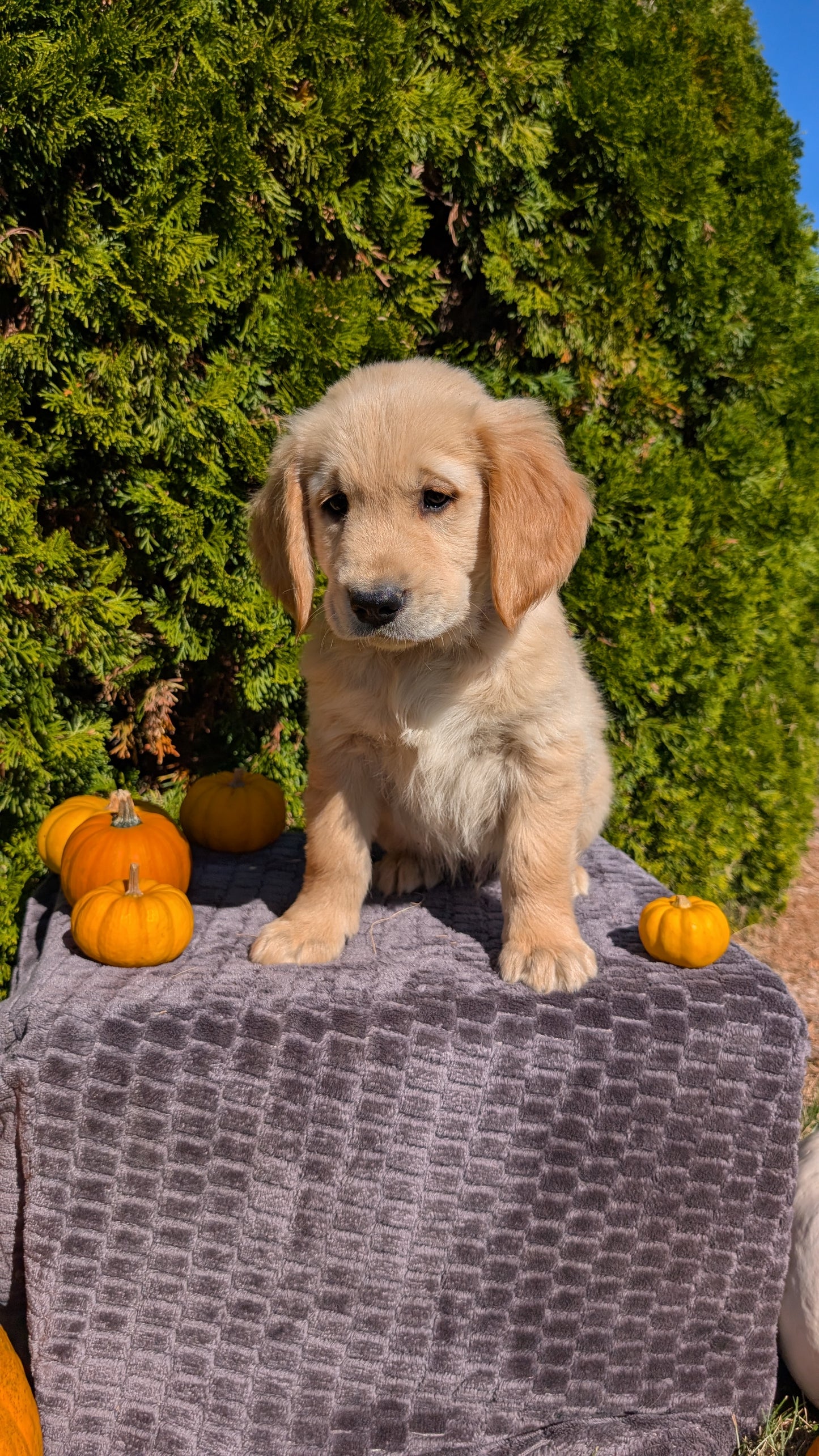GOLDEN RETRIEVER (08/14) MALE