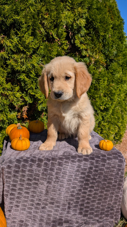 GOLDEN RETRIEVER (08/14) MALE