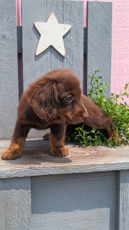 MINI DACHSHUND (APR 29) FEMALES