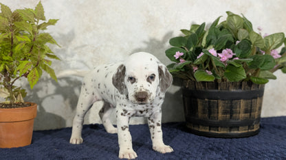 DALMATIAN (02/14) MALE