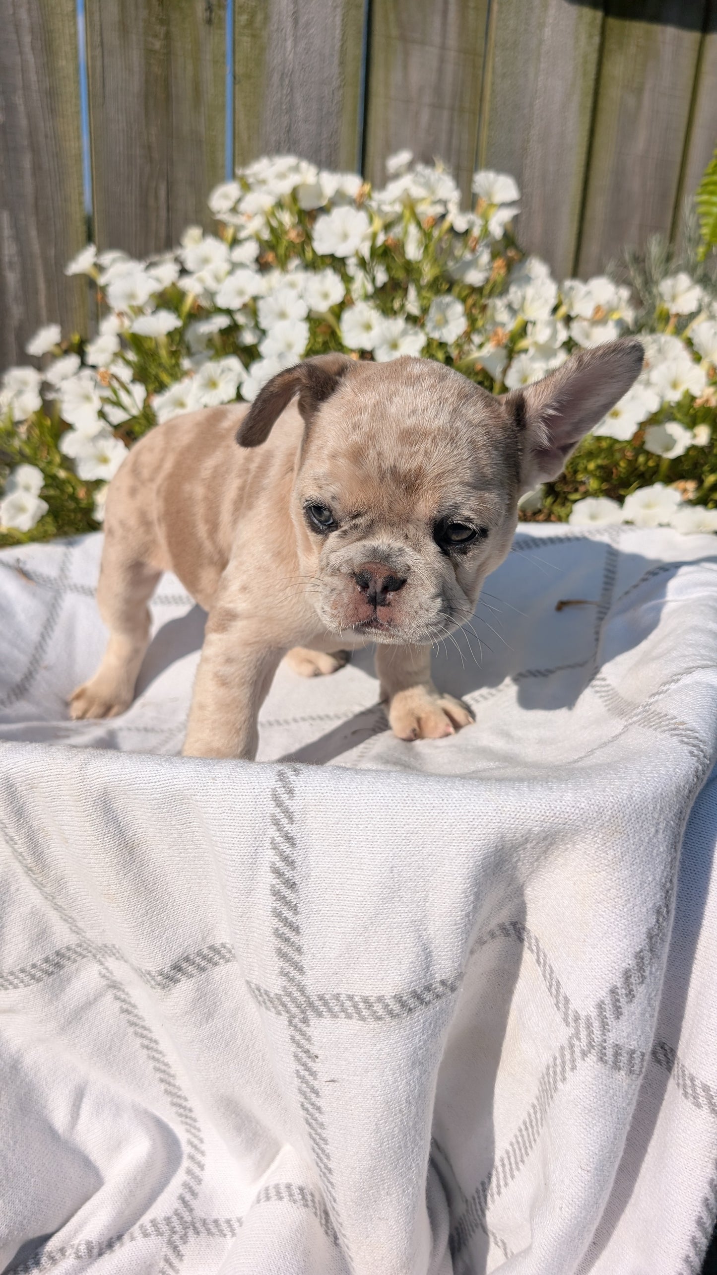 FRENCH BULLDOG (07/03) FEMALE
