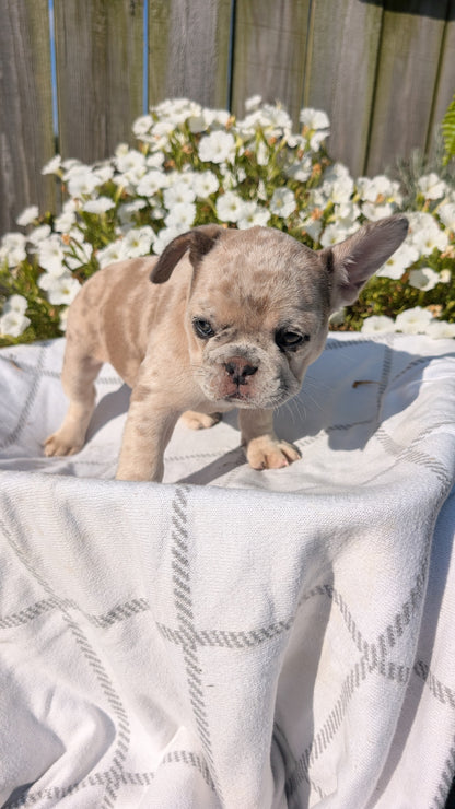 FRENCH BULLDOG (07/03) FEMALE
