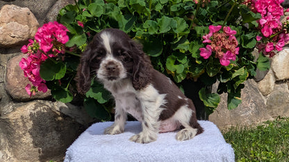 COCKER SPANIEL (07/16) MALE