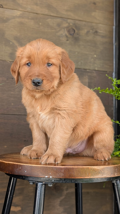 GOLDEN RETRIEVER (MAR 27) MALES
