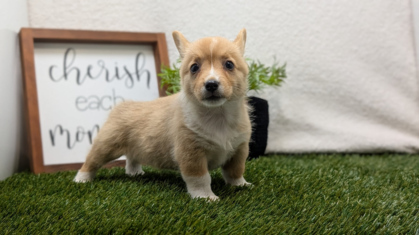 CORGI (07/10) FEMALE