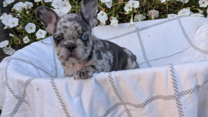 FRENCH BULLDOG (07/15) MALE
