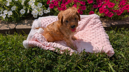 CAVAPOO (06/19) FEMALE