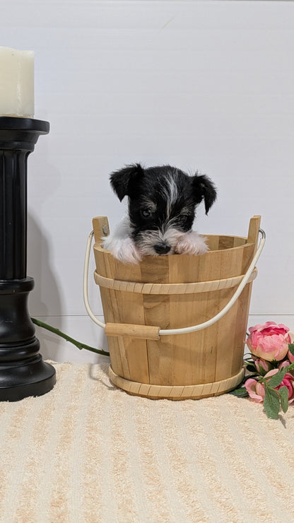MINI SCHNAUZER (02/18) FEMALE