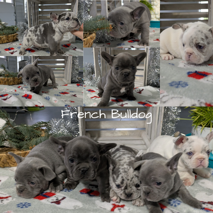 FRENCH BULLDOG (11/07) FEMALE