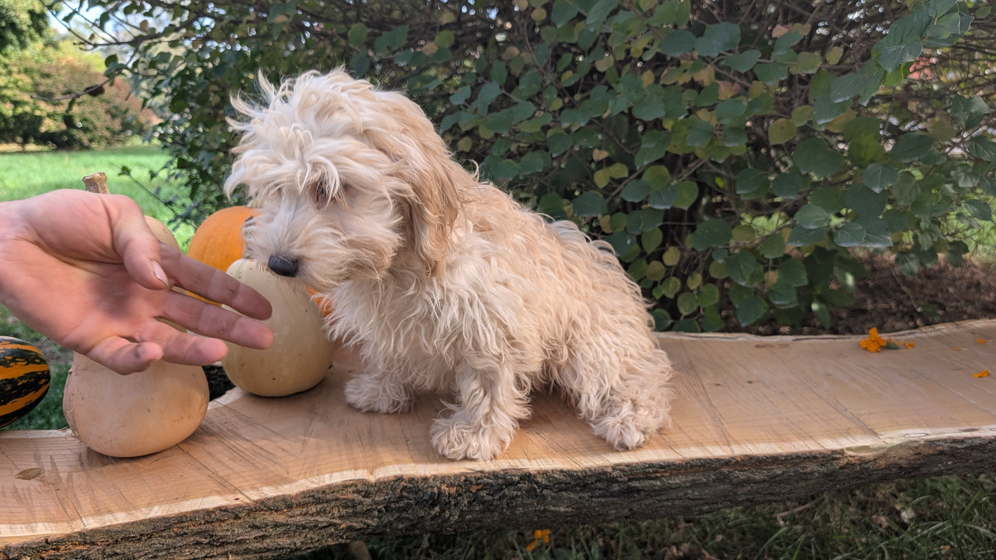 CAVAPOO (05/23) FEMALE