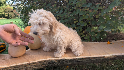 CAVAPOO (05/23) FEMALE