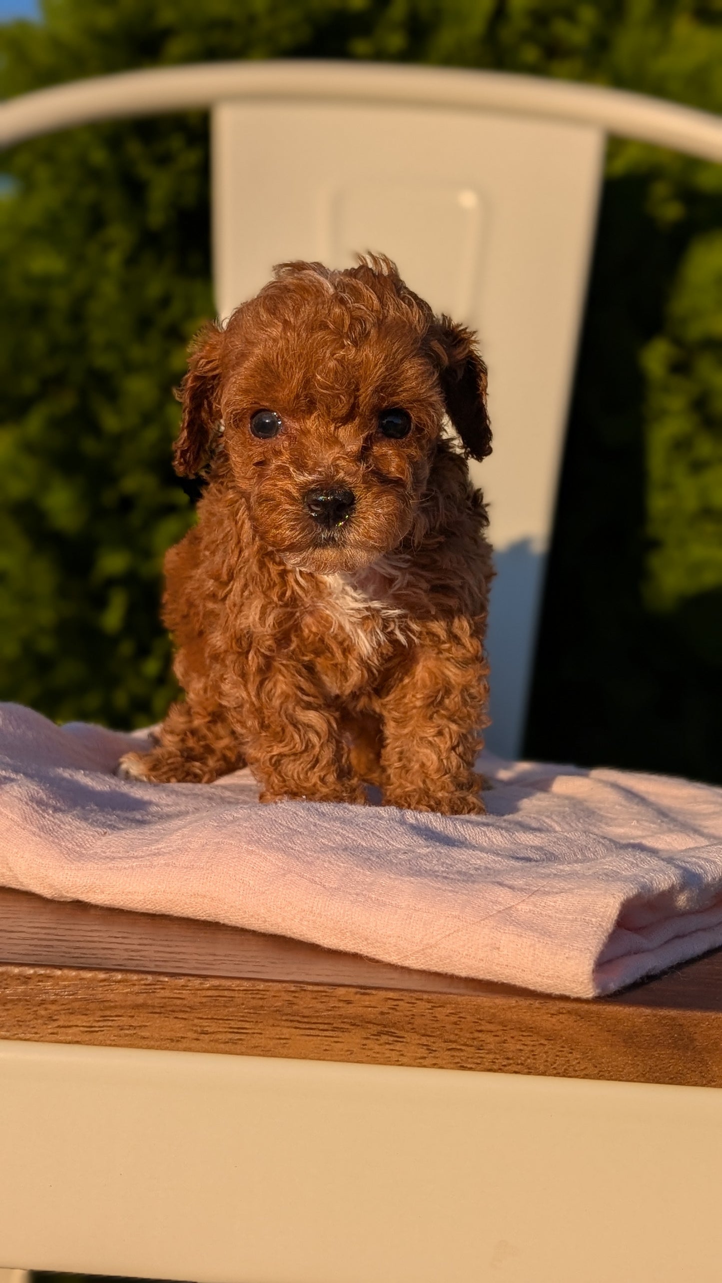 MINI POODLE (MAY 12) FEMALES