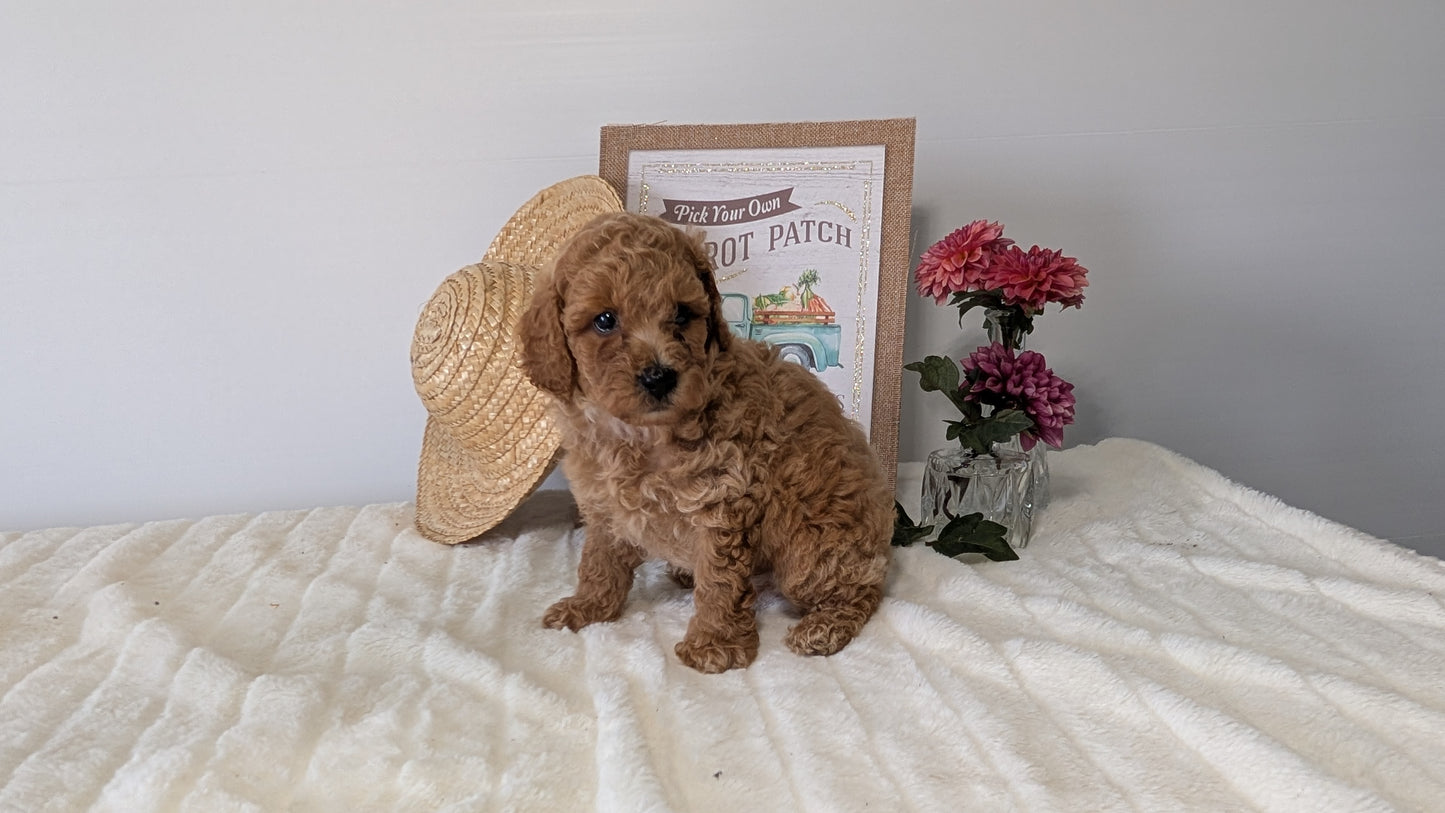 MINI POODLE (06/29) MALE