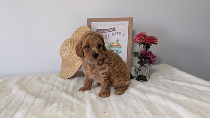 MINI POODLE (06/29) MALE