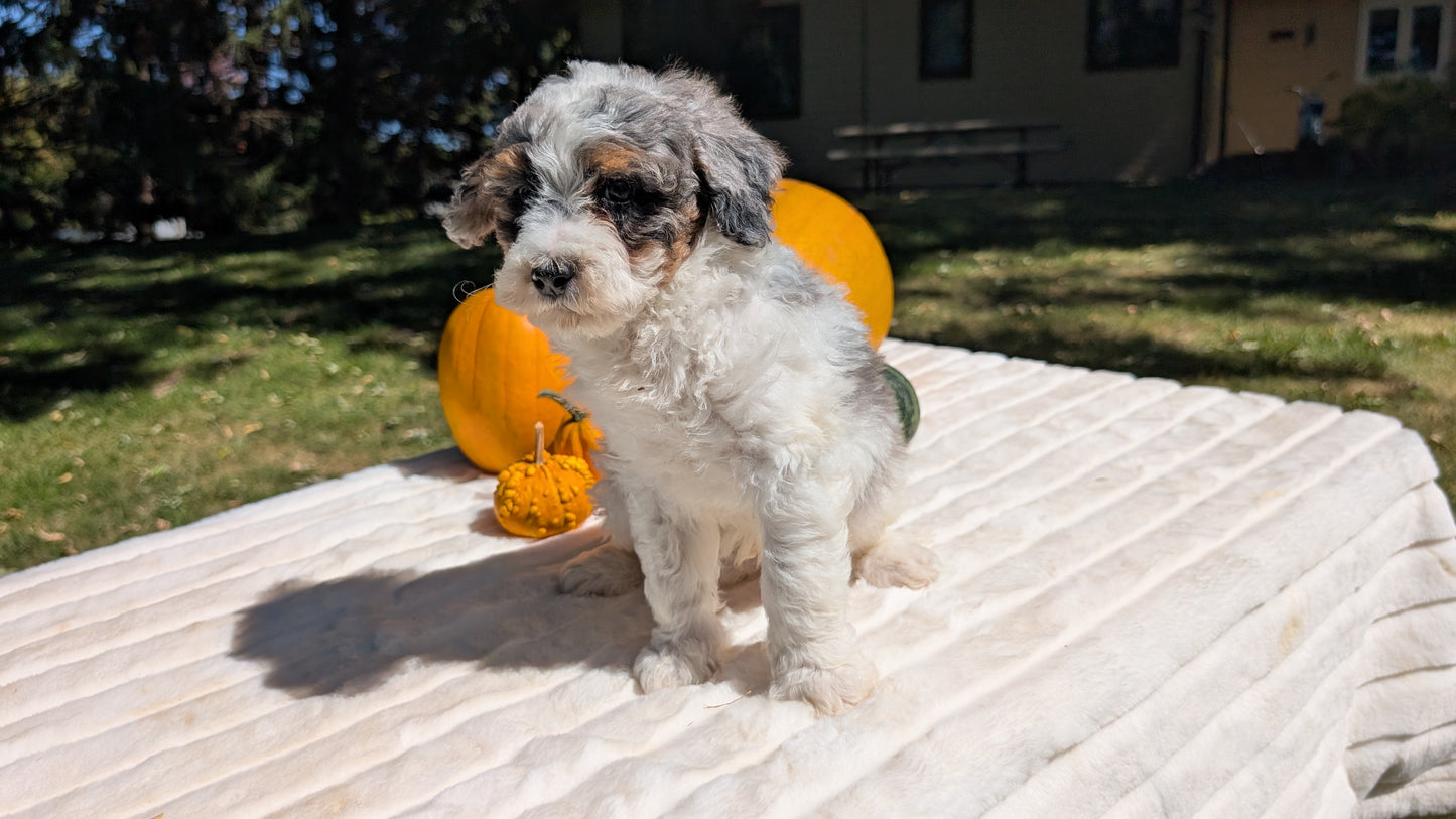 MINI BERNEDOODLE (07/25) MALE