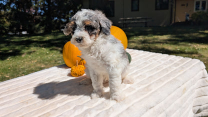 MINI BERNEDOODLE (07/25) MALE