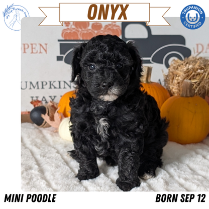 MINI POODLE (09/12) FEMALE