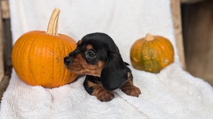 MINI DACHSHUND (08/13) MALE