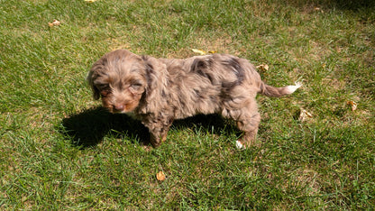 MINI BERNEDOODLE (07/25) FEMALE