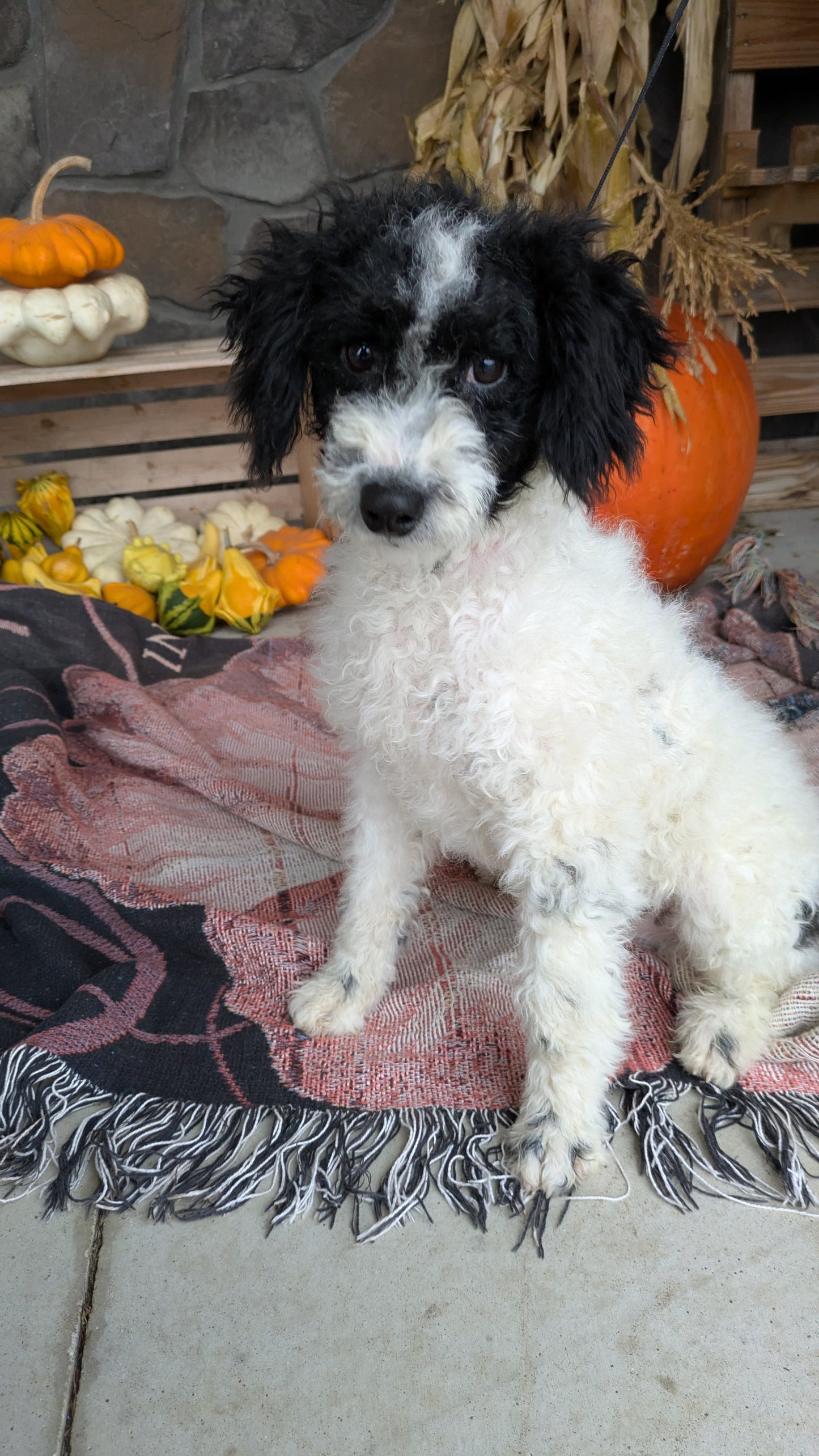 TOY BERNEDOODLE (06/11) MALE