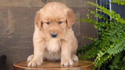 GOLDEN RETRIEVER (MAR 27) MALES