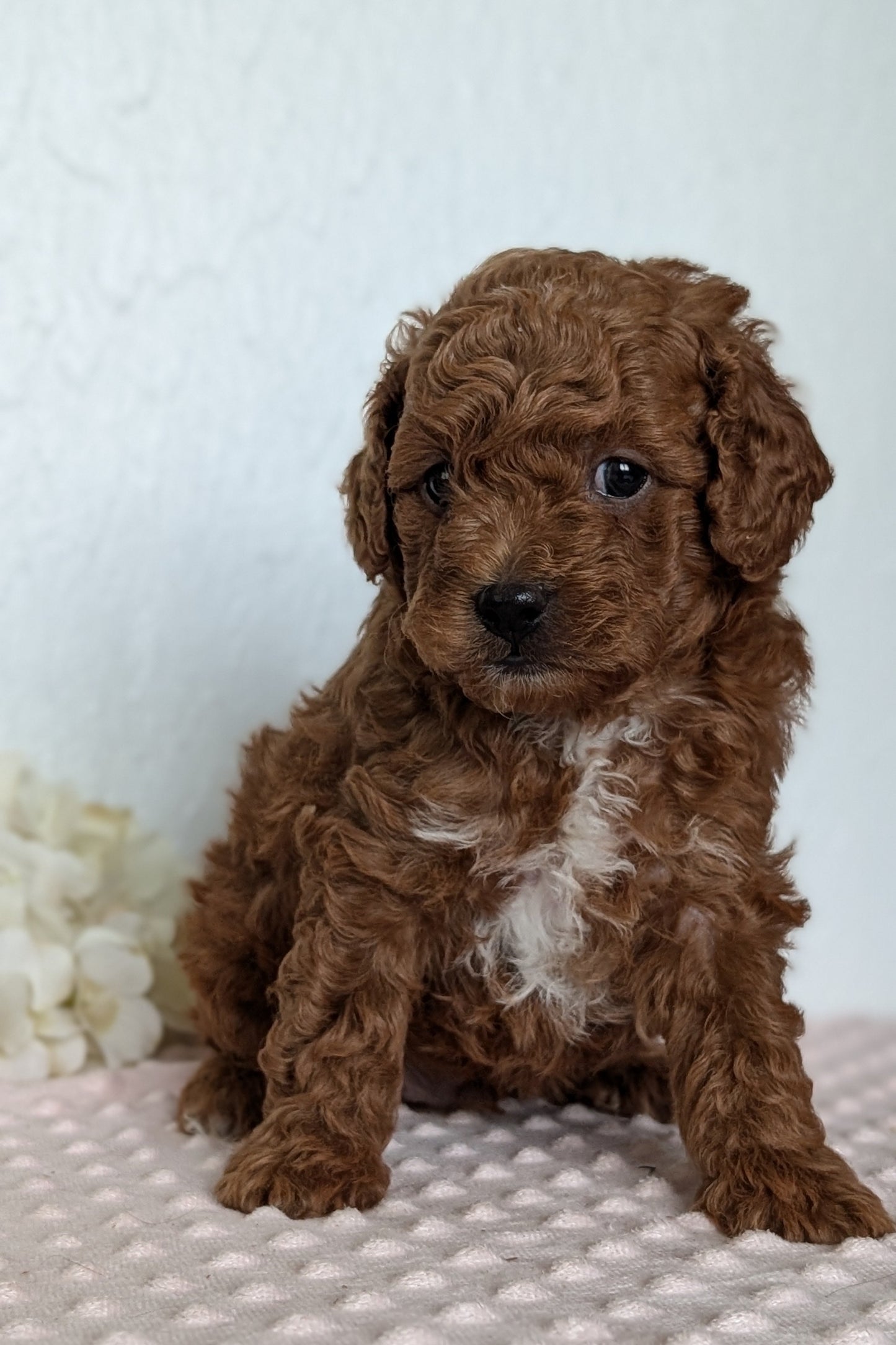 CAVAPOO (APR 12) MALE