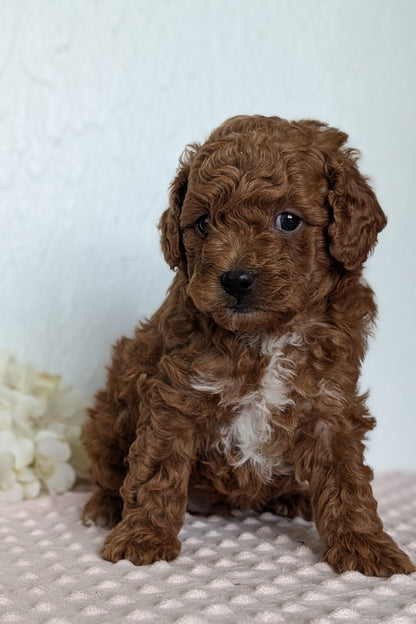 CAVAPOO (APR 12) MALE