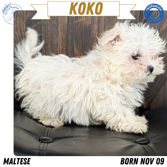 MALTESE (NOV 09) FEMALES